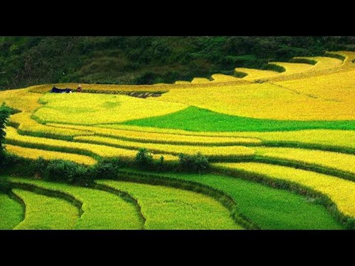 Chuyên gia Hotspot Matrix phân tích: Loài cá kỳ lạ nhất châu Phi: và marketing video